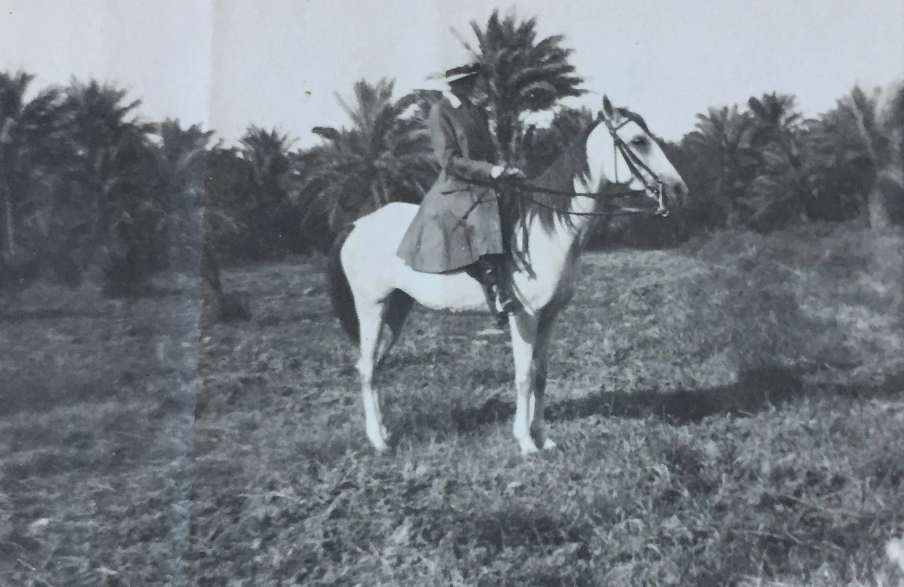 Person on white horse in palm grove